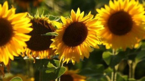 Над 32 млн. лева извънредна помощ ще получат производителите на слънчоглед