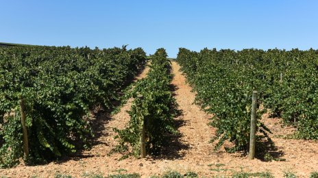 Ще стане ли България водеща винена дестинация, подобно на Франция?
