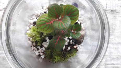 Екосистема в буркан решава проблема с вехнещите цветя