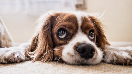 Пандемията донесе бум на пазара на продукти за домашни любимци