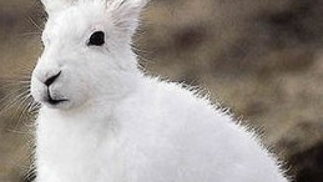 Китайската Нова година притеснява бизнеса на Запад