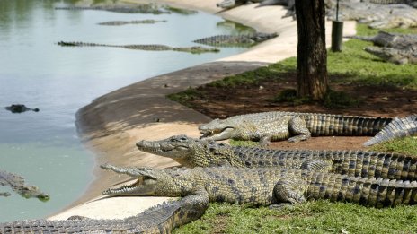 Виетнам си гарантира износа на крокодили в Китай 