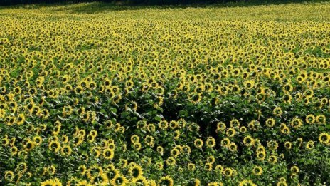 „Агрия Груп Холдинг" купува фирма за търговия с маслодайни култури и олиа