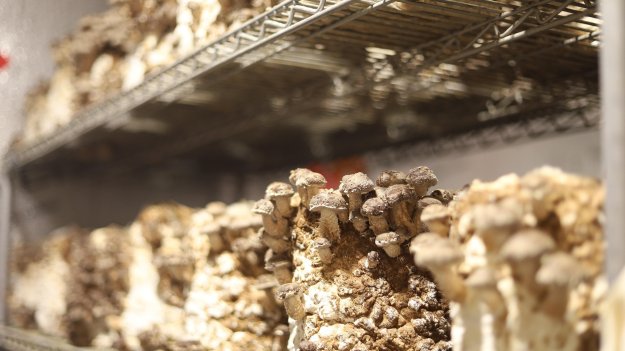 Biomyc стартира производство в България на гъбен мицел - иновация в опаковките и транспортирането