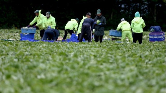 <p>
	<em>Мигранти работници берат марули във ферма в Кент, Великобритания. Снимка: Архив Ройтерс</em></p>
