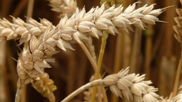 <p>
	<em>Снимка: Pixabay</em></p>
