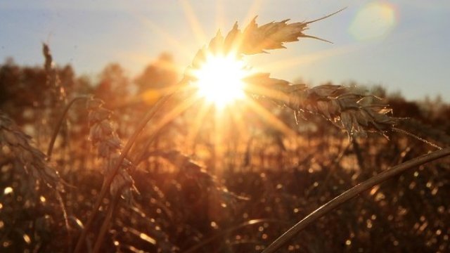 <p>
	Евросубсидиите остават основен фактор, от който зависи динамиката на пазара на земеделска земя. <em>Снимка: Ройтерс</em></p>
