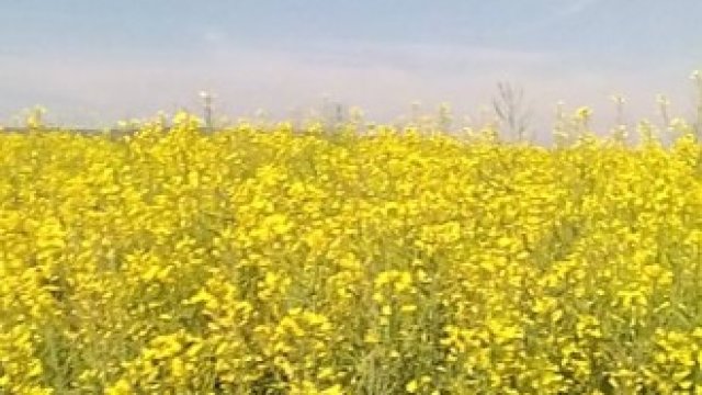 <p>
	Рапица във фаза на цъфтеж <em>Снимка: Investor.bg</em></p>
