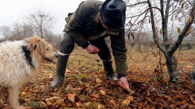 <p>
	Събирач на трюфели във Франция.<em> Снимка: Архив Ройтерс</em></p>
