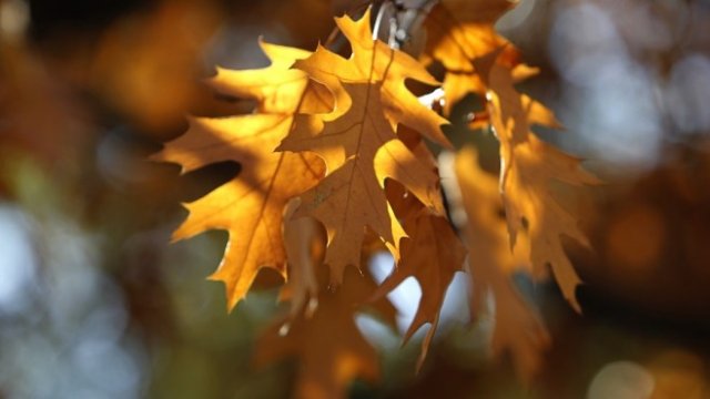 <p>
	<em>Снимка: Олег Попов, Investor Media Group</em></p>
