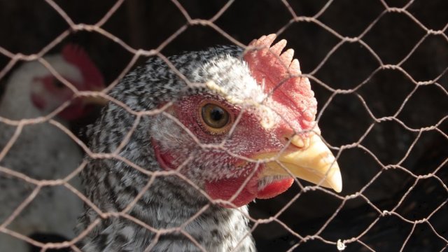 Снимка: Pixabay