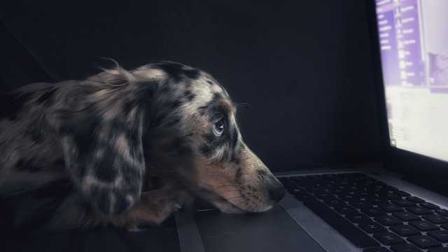 Снимка: Unsplash