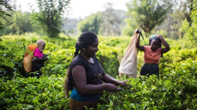 <p>
	Плантация за цейлонски чай в Шри Ланка. <em>Снимка: Taylor Weidman/Bloomberg</em></p>
