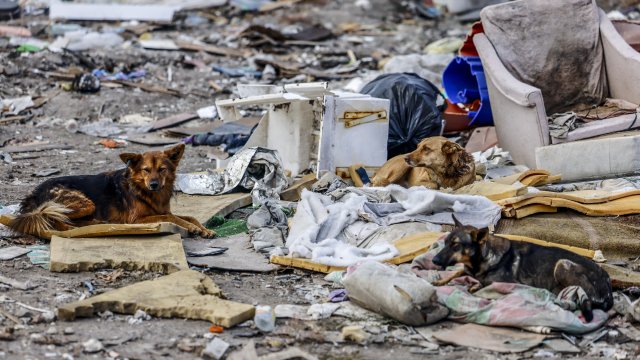 Снимка:  EPA/HANNIBAL HANSCHKE