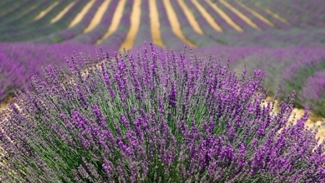 <p>
	<em>Снимка:&nbsp;https://pixabay.com</em></p>
