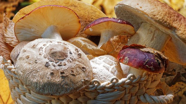 Снимка: Pixabay