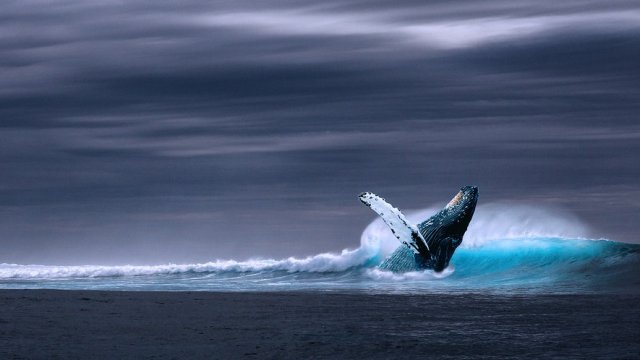 Снимка: Pixabay