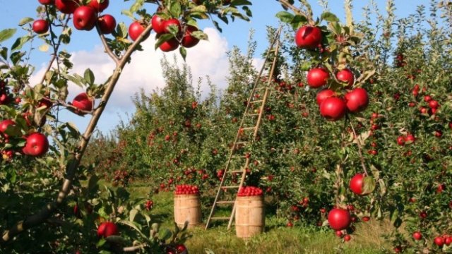 Съюзът на градинарите иска застраховките срещу слана да се правят от 1 април