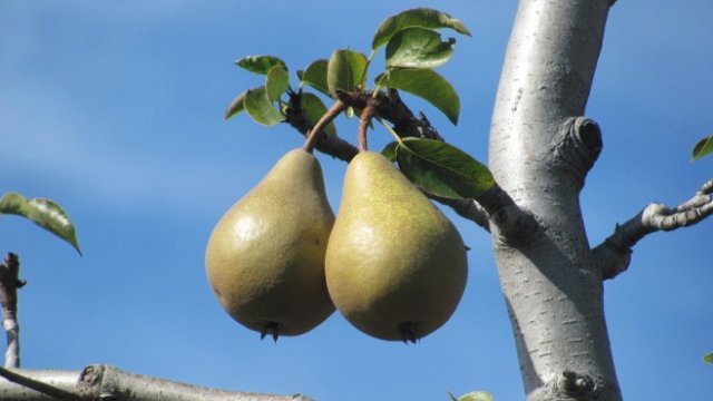 <p>
	<em>Снимка: Pixabay</em></p>
