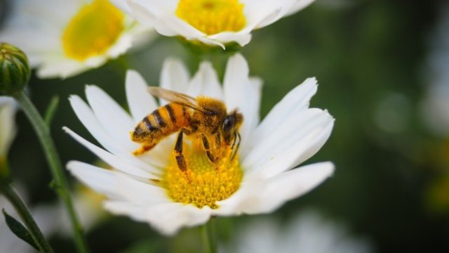 <p>
	<em>Снимка: Pixabay</em></p>
