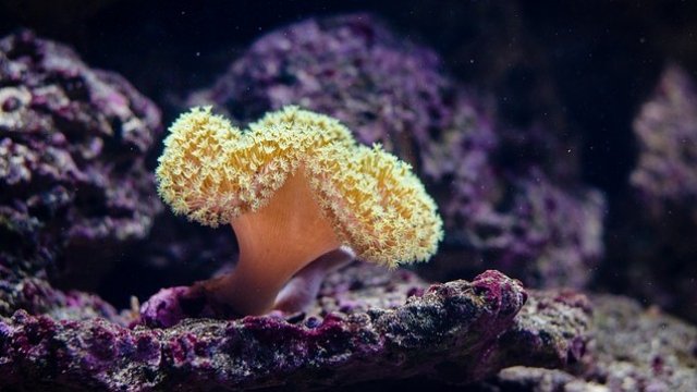 Австралия дава 700 млн долара за възстановяване на Големия бариерен риф