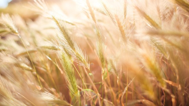 Снимка: Pixabay