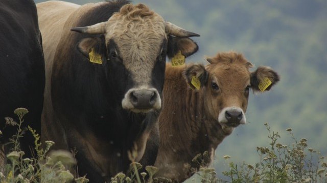 <p>
	<em>Снимка: Investor.bg</em></p>
