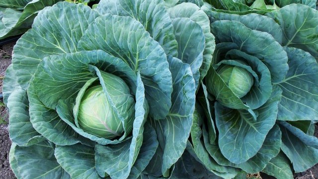 <p>
	<em>Снимка: Pixabay</em></p>
