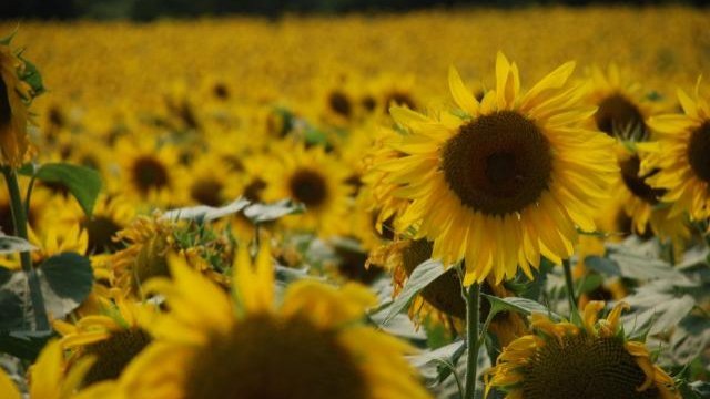 <p>
	Снимка: <em>ЕК</em></p>
