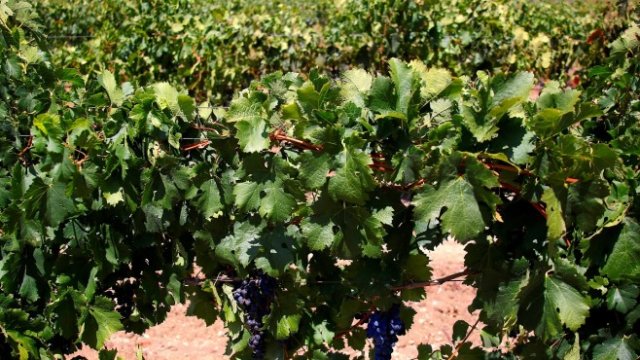 <p>
	Масиви от сира в Хънтър Вали, Австралия. <em>Снимка: Ройтерс</em></p>
