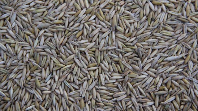 Снимка: Pixabay