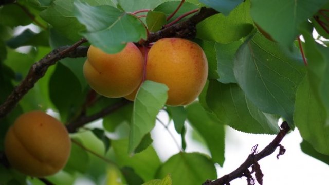 <p>
	<em>Снимка: Pixabay</em></p>
