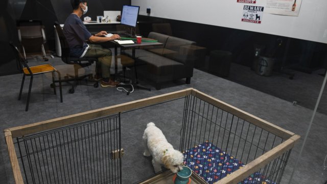 Кучешкият офис - инициатива на Fujitsu за работното място на бъдещето