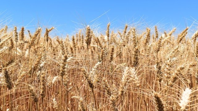 <p>
	<em>Снимка: Pixabay</em></p>
