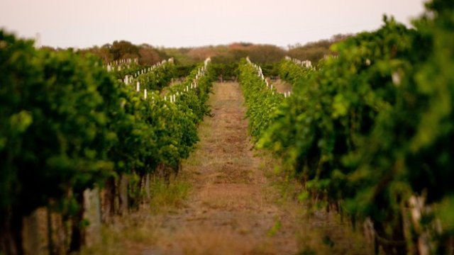 <p>
	<em>Снимка: Becker Vineyards &nbsp;</em></p>
