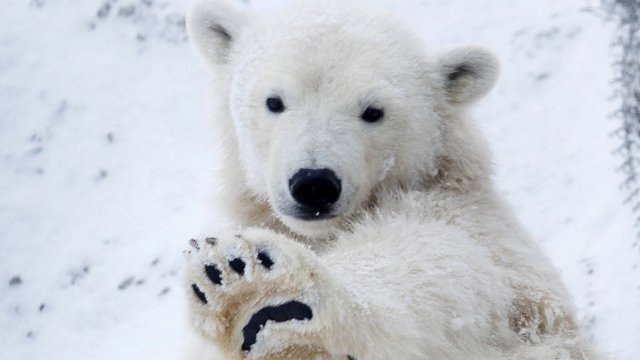 <p>
	Възможността да видят полярна мечка отблизо е привлекателна за туристите. <em>Снимка: архив Ройтерс</em></p>
