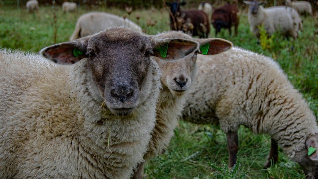 Снимка: Pexels