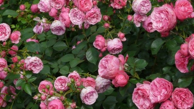 Хр. Николов: Пестициди в розовите насаждения поставят в риск бизнеса