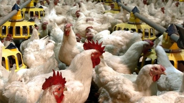 <p>
	<em>Снимка: Градус АД</em></p>
