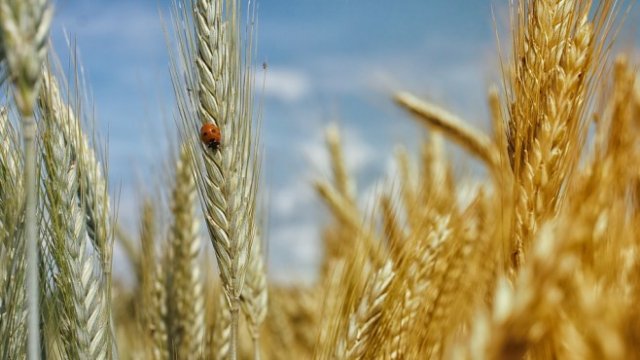 <p>
	<em>Снимка: Pixabay</em></p>
