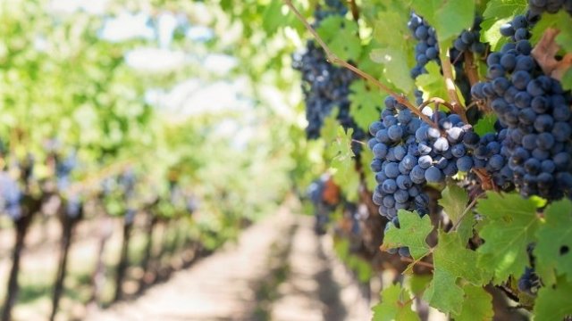 <p>
	<em>Снимка: Рixabay</em></p>
