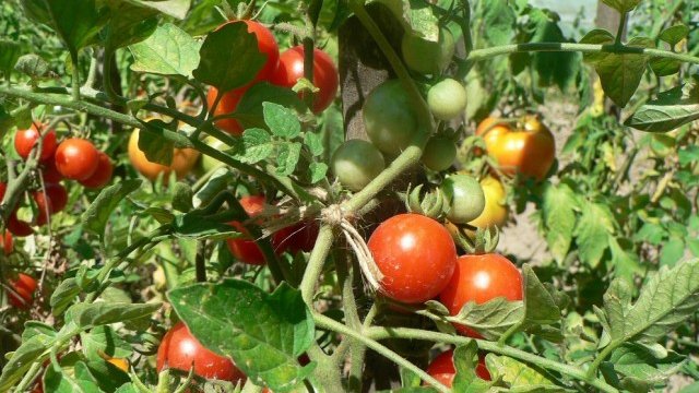 <p>
	<em>Снимка: Investor.bg</em></p>
