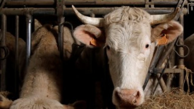 <p>
	<em>Снимка: Архив Ройтерс</em></p>
