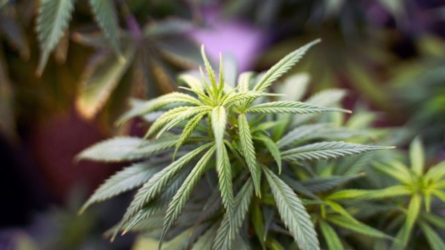 Канабисът се радва на все по-силно търсене от американците 