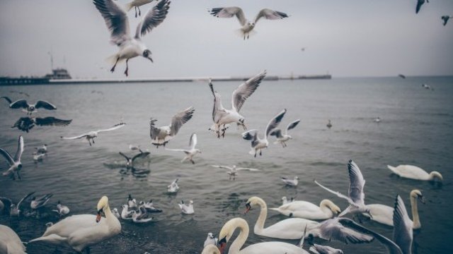Защо малка част от пострадалите диви животни в България стигат до лечение?