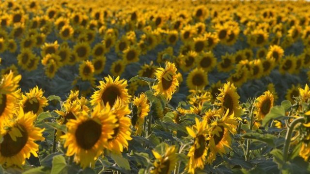 Снимка: Архив, БТА