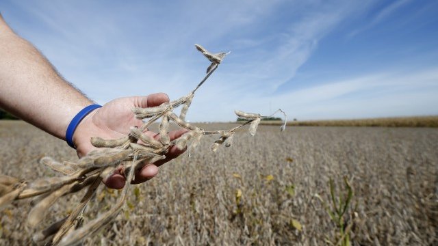<p>
	Производството на соя отбелязва рекордни стойности. <em>Снимка: Ройтерс</em></p>
