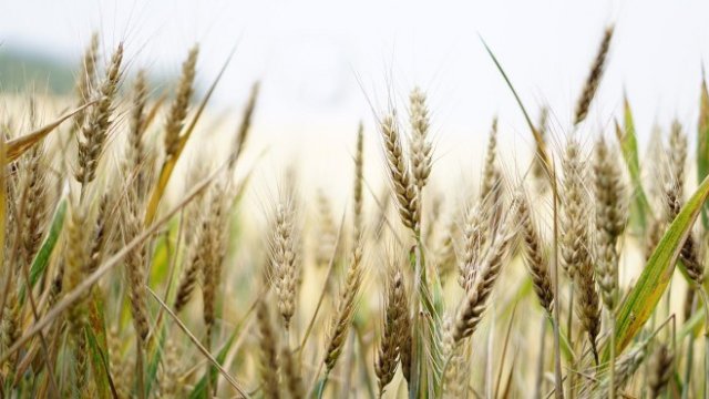 <p>
	<em>Снимка: Pixabay</em></p>
