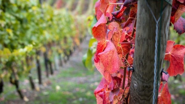 <p>
	<em>Снимка: Рixabay</em></p>
