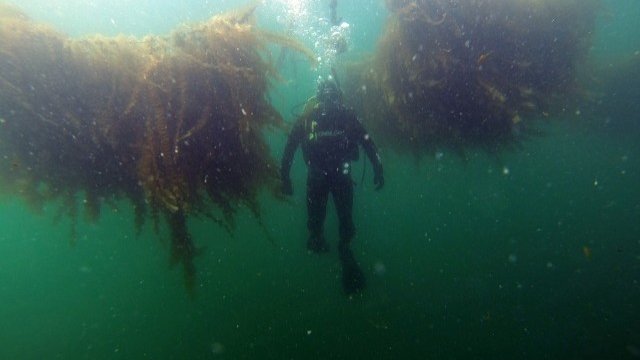 <p>
	<span class="A__T1">Гмуркач проверява насаждения от морски водорасли в опитно съоръжение до Голуей (Ирландия)</span>.<em> Снимка: ЕК</em></p>
